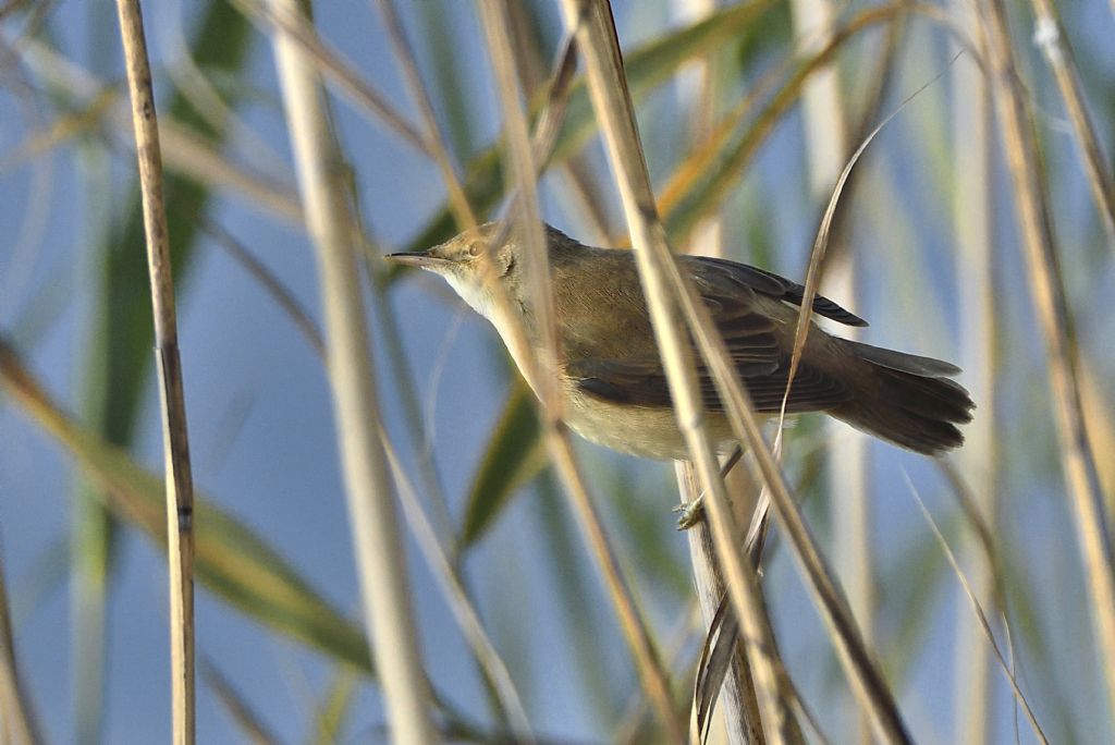 Cannaiola (Acrocephalus scirpaceus)